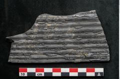 Foto (Detailansicht) von Sigillaria elongata Brongniart (NHMW-GEO-2024-0188-11060)